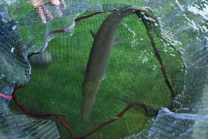 Cuba chạy đua bảo tồn loài cá 'báu vật' có từ thời khủng long