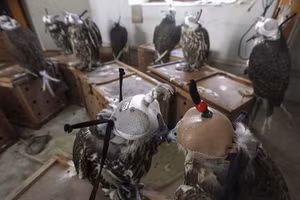 Chùm ảnh nạn săn trộm động vật trên thế giới