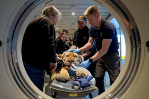 Thế giới động vật tuần qua: Hổ chụp CT, cua đỏ đại di cư và hải ly tái xuất