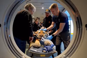 Thế giới động vật tuần qua: Hổ chụp CT, cua đỏ đại di cư và hải ly tái xuất