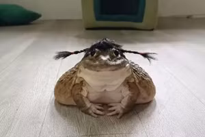 Những khoảnh khắc động vật 'ngáo ngơ' khó đỡ