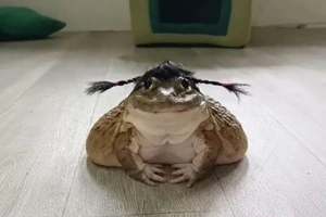 Những khoảnh khắc động vật 'ngáo ngơ' khó đỡ