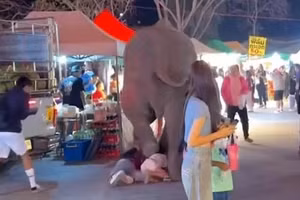 Khoảnh khắc kinh hoàng voi hoảng loạn giẫm đạp người vì pháo hoa