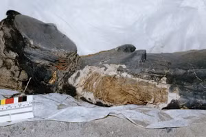 Xác ướp nữ trưởng thành. Vai phải bị hư hỏng, để lộ lớp đất sét xám và những cây sậy bên trong dùng để tái tạo hình dạng cơ thể.