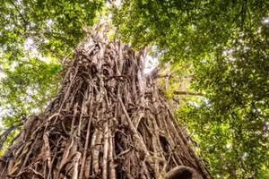 10 loài cây cư xử như động vật: săn mồi, thả thính và siết chết kẻ khác