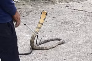 Các chuyên gia cho biết, sự nóng lên toàn cầu có thể khiến rắn độc thích nghi và định cư ở những nơi có độ cao lớn hơn. Ảnh: Subodh Acharya