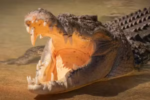 Bí ẩn cá sấu nước mặn nặng cả tấn vượt đại dương rồi biến mất