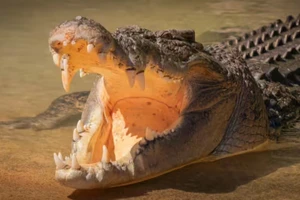 Bí ẩn cá sấu nước mặn nặng cả tấn vượt đại dương rồi biến mất