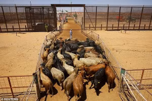 Loài ký sinh trùng này có thể đẻ tới 300 trứng cùng một lúc và hơn 3.000 trứng trong vòng đời ngắn ngủi của chúng. Nhiễm trùng có thể nhìn thấy dưới dạng những con giòi ngọ nguậy trên bề mặt da