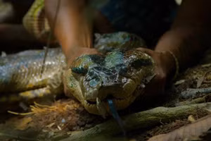 Người Waorani bắt được một con trăn anaconda ở Bameno, Ecuador. (Ảnh: National Geographic)