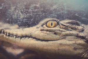 Dạ dày cá sấu ướp xác này chứa đựng những bí mật của Ai Cập. Ảnh: Sherif A. Wagih - Getty Images