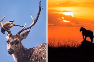 Khoảnh khắc kỳ diệu nhiếp ảnh gia bắt trọn vẻ đẹp hoang dã