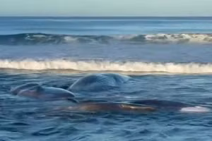 4 con cá voi khổng lồ nằm sát nhau trên bãi biển ở Chiba, Nhật Bản.