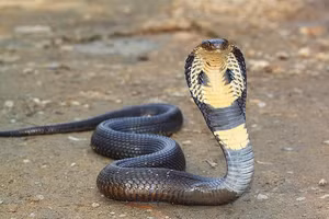 Du khách tử vong trong buổi biểu diễn rắn ở Ai Cập