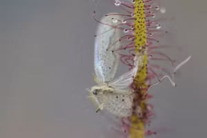 Chùm ảnh trưng bày hàng trăm loài thực vật ăn thịt ở Colombia