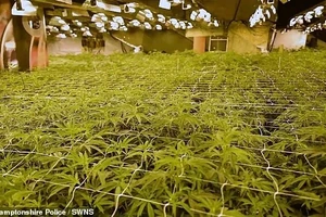 Cảnh sát Northamptonshire cho biết phát hiện này là một trong những nhà máy cần sa lớn nhất trong lịch sử của quận.