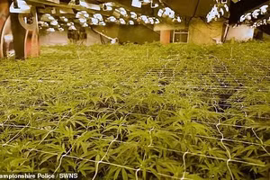 Cảnh sát Northamptonshire cho biết phát hiện này là một trong những nhà máy cần sa lớn nhất trong lịch sử của quận.