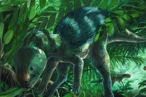 Phục dựng nghệ thuật cổ sinh của Foskeia pelendonum.