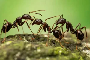 Những loài vật bất ngờ sở hữu kỹ năng nhận biết con số