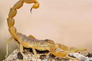 Các nhà khoa học tìm ra cách đáng ngạc nhiên để nhắm mục tiêu vào các khối u chết người. Ảnh: Getty Images