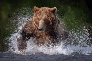 Ảnh động vật hoang dã đẹp đến mức AI cũng 'ghen tị'