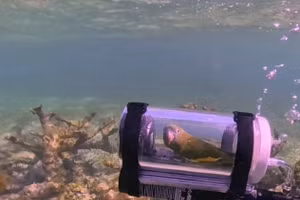 Video chú vẹt nhỏ gây bão mạng với chuyến lặn biển