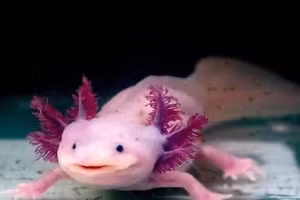 Khám phá sức mạnh tái sinh phi thường của 5 loài động vật