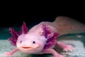 Khám phá sức mạnh tái sinh phi thường của 5 loài động vật