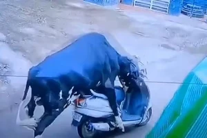 Video bò bất ngờ cưỡi xe tay ga như dân chơi giữa phố
