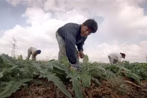 Công nhân từ Thái Lan cắt tỉa cây atisô trước khi bắt đầu mùa vụ nghi lễ sabbical, bắt đầu vào năm mới của người Do Thái tại Beit Uziel ở miền trung Israel. (Ảnh AP/Jacqueline Larma)