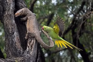 Ngắm những bức ảnh chụp động vật hoang dã đẹp siêu thực