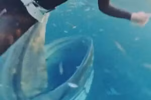 Khoảnh khắc thợ lặn suýt bị cá voi nuốt chửng dưới biển sâu