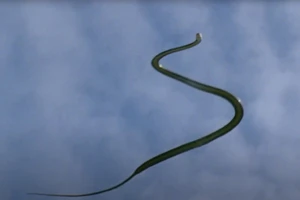 Bí ẩn loài rắn bay lướt xa hàng chục mét không cần cánh