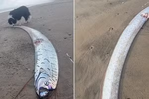 ‘Sứ giả tận thế’ dài gần 3 mét dạt vào bãi biển gây bão mạng