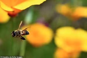 Các nhà nghiên cứu từ Viện Công nghệ Bắc Kinh đã sử dụng ong thợ - tương tự như con ong trong hình - trong nghiên cứu.