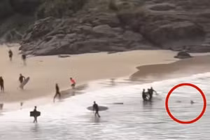 Khoảnh khắc người hùng đấm cá mập dài 2 mét giải cứu thiếu niên