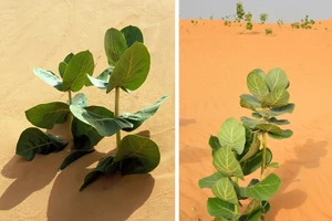 Kế hoạch của Trung Quốc nhằm tối đa hóa sản lượng cao su từ một loài cây duy nhất