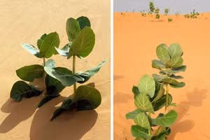 Kế hoạch của Trung Quốc nhằm tối đa hóa sản lượng cao su từ một loài cây duy nhất