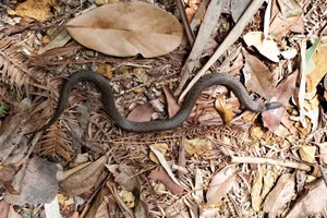 Loài rắn bí ẩn tái xuất ở Vũ Di Sơn sau hơn một thế kỷ