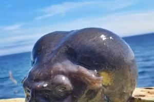 Ngư dân bắt được sinh vật ‘ngoài hành tinh’ dưới biển sâu