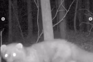 Loài vật tái xuất sau hơn 100 năm khiến giới khoa học sửng sốt