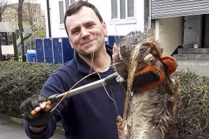 Chuột khổng lồ dài nửa mét tràn ngập Anh quốc báo hiệu mùa đông kinh hoàng