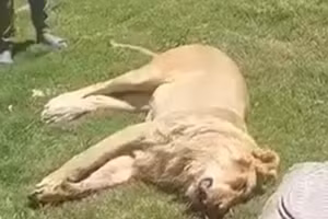 Một trong những người hàng xóm của nạn nhân được cho là đã can thiệp và bắn con sư tử bằng súng trường Kalashnikov, giết chết nó bằng 7 viên đạn, theo các bản tin truyền hình địa phương.