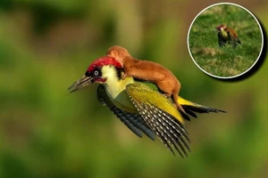 Loạt khoảnh khắc thú cưng khiến trái tim tan chảy