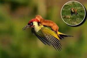 Loạt khoảnh khắc thú cưng khiến trái tim tan chảy