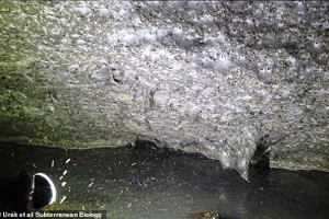 Phát hiện mạng nhện khổng lồ chứa hơn 111.000 con trong hang tối