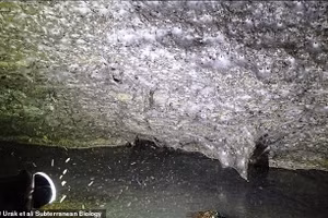 Phát hiện mạng nhện khổng lồ chứa hơn 111.000 con trong hang tối