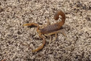 Người phụ nữ phát hiện con bọ cạp đáng sợ đang bò trên sàn nhà của cô.