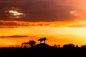 Bộ ảnh hoàng hôn hé lộ vẻ đẹp bí ẩn của thế giới hoang dã