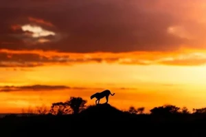 Bộ ảnh hoàng hôn hé lộ vẻ đẹp bí ẩn của thế giới hoang dã